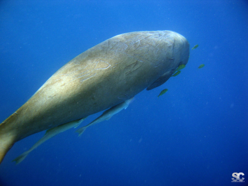 dugongo-dugong-manatee_7865360342_o