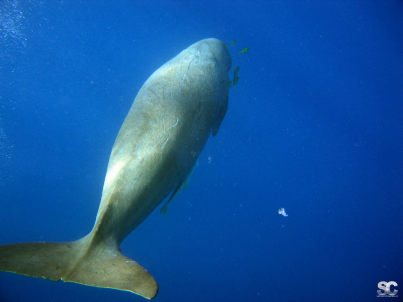 dugongo-dugong-manatee_7865381644_o