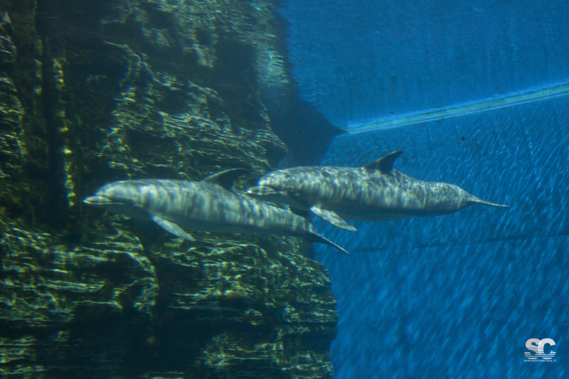 acquario-di-genova_9606333589_o