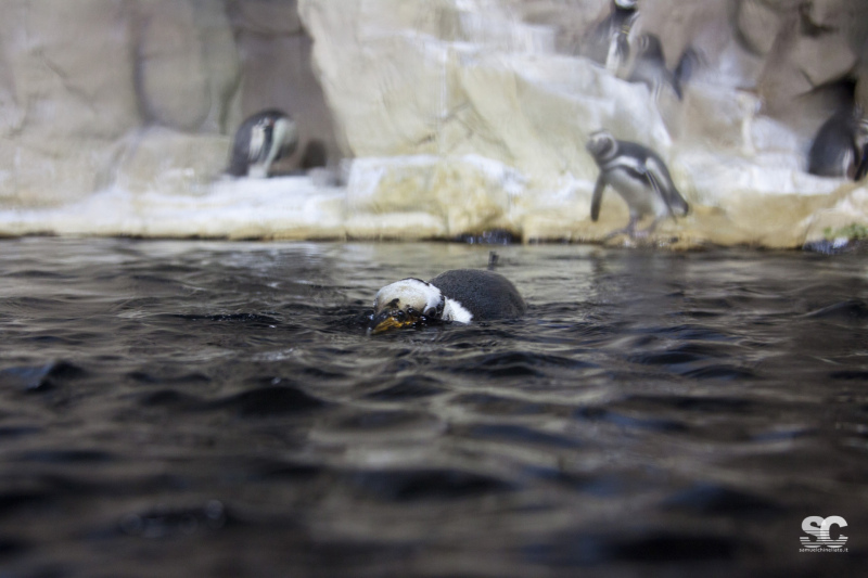 acquario-di-genova_9606371045_o