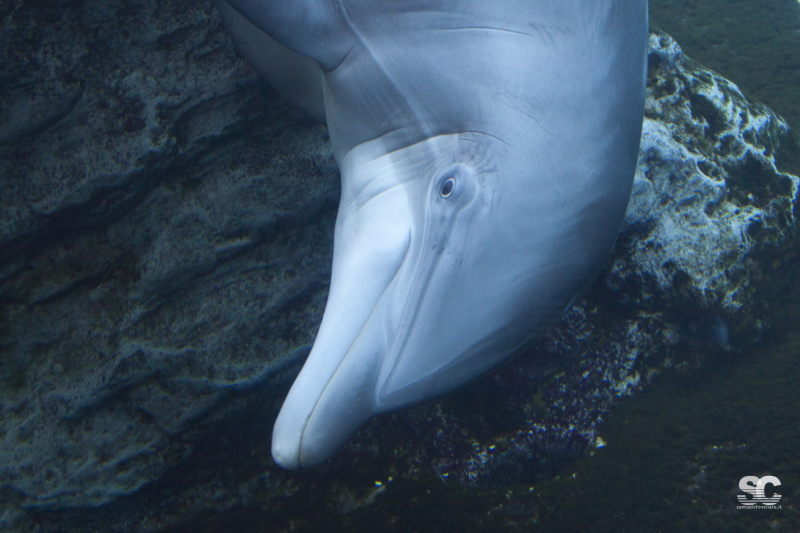 acquario-di-genova_9609581116_o