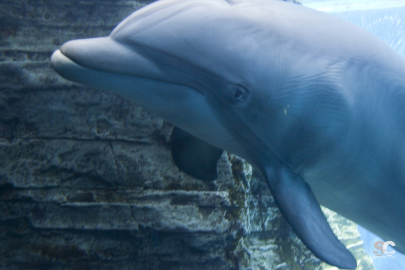 acquario-di-genova_9609585104_o