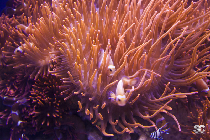 acquario-di-genova_9609630312_o