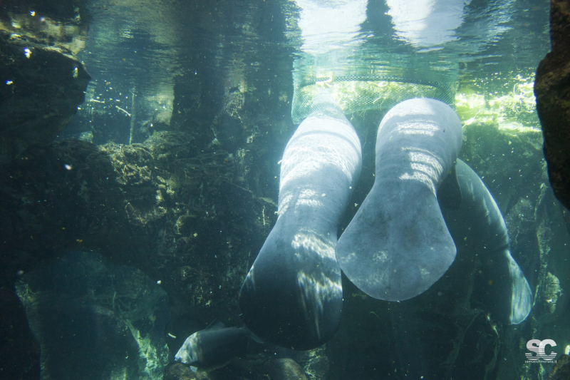 acquario-di-genova_9609677434_o