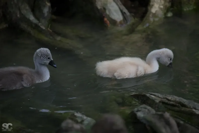 baby-swans_18240511388_o