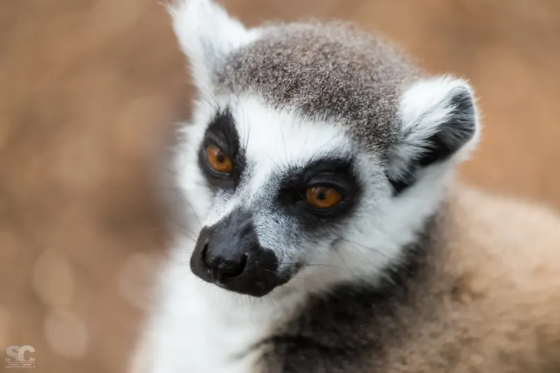 lemur_17805535164_o