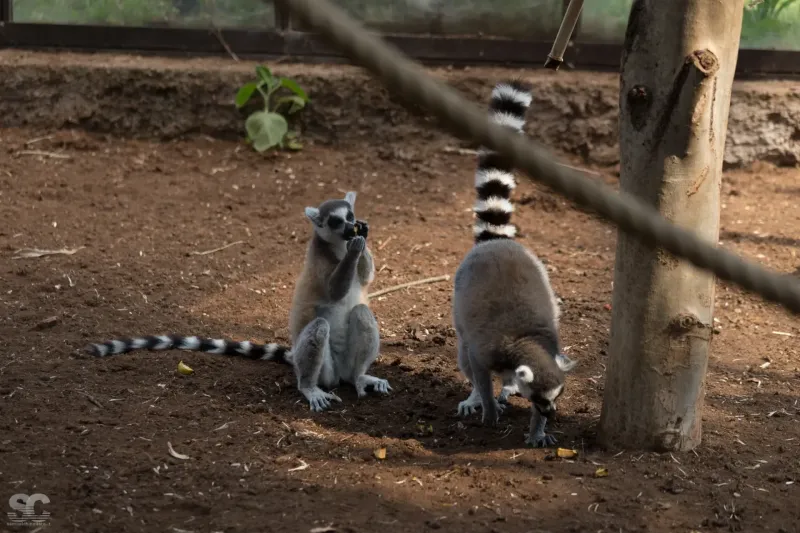 lemur_18423893882_o