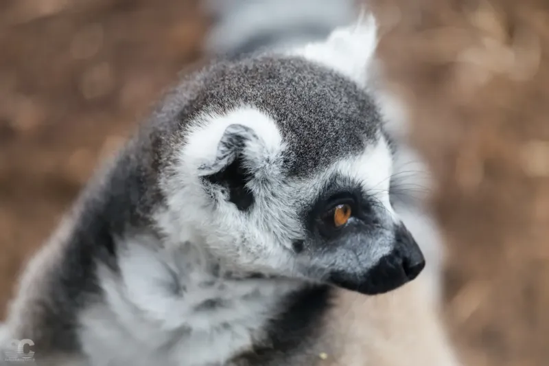 lemur_18423966322_o