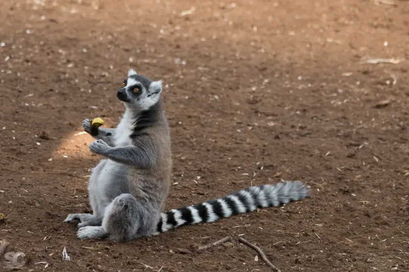 lemur_18428113295_o