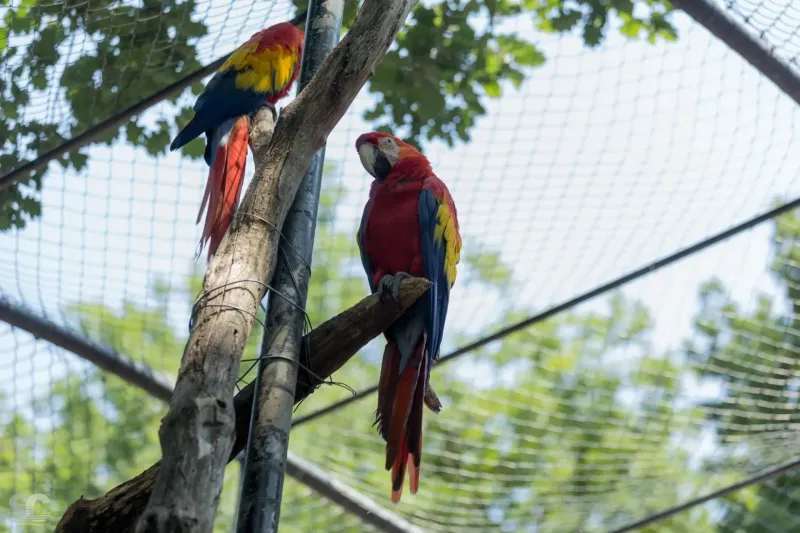 parrots_18427476905_o