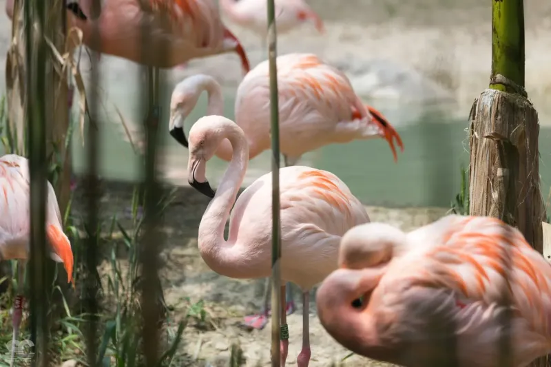 pink-flamingos_18239427348_o