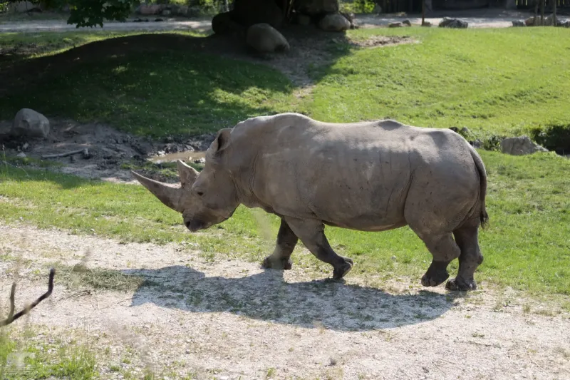 rhino_18240539138_o