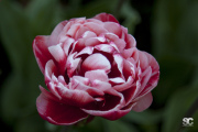 parco-sigurt-tulipani_8682581399_o