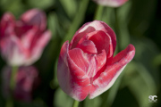 parco-sigurt-tulipani_8682597185_o
