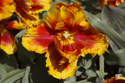parco-sigurt-tulipani_8682620695_o