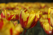 parco-sigurt-tulipani_8683688564_o
