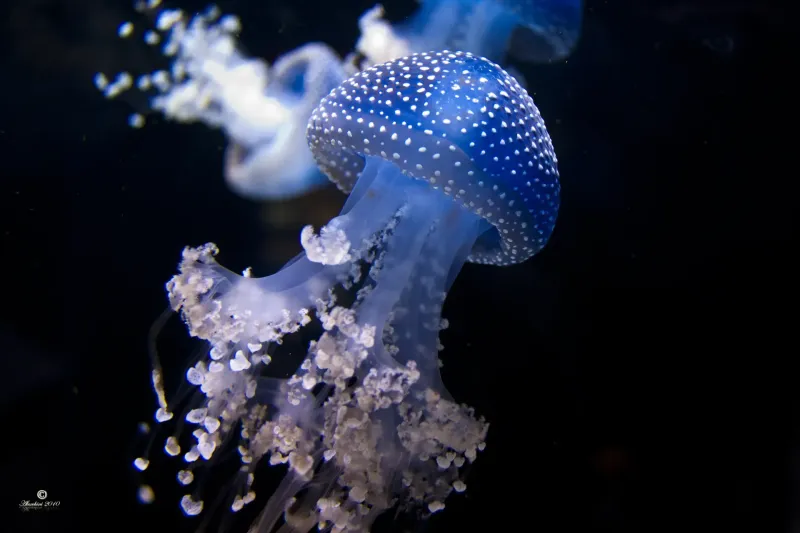 blue-jellyfish-sea-life-aquarium_5335870979_o