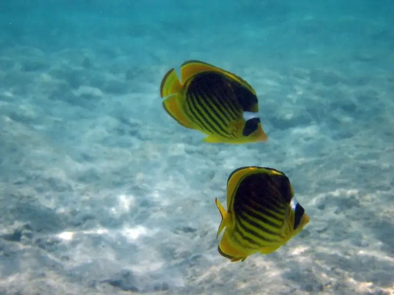 butterfly-fish-pesci-farfalla_978186973_o