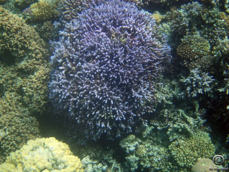 coral-reef_3858664781_o