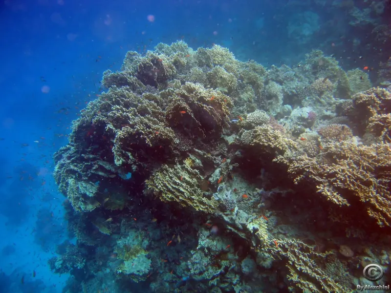 coral-reef_3858668543_o