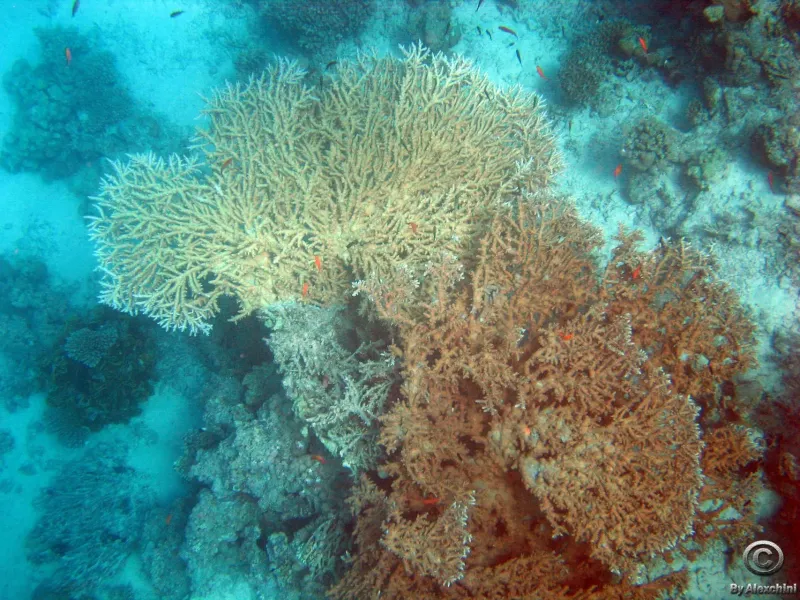 coral-reef_3859426794_o