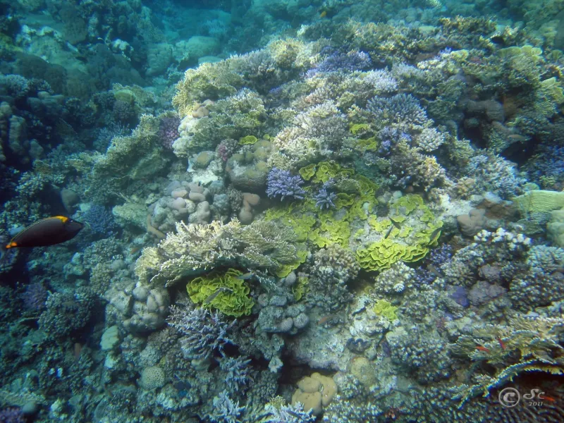 coral-reef_6099794641_o