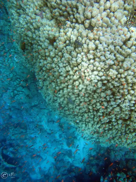 coral-reef_6099805559_o