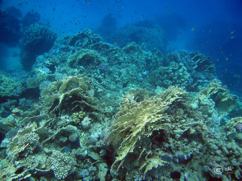 coral-reef_6099813575_o