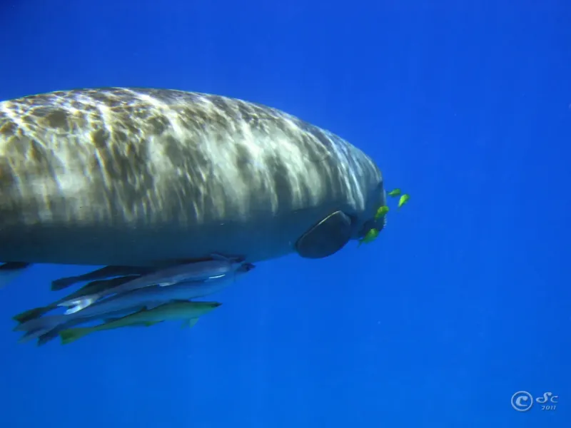 dugong-dugongo_6093331284_o