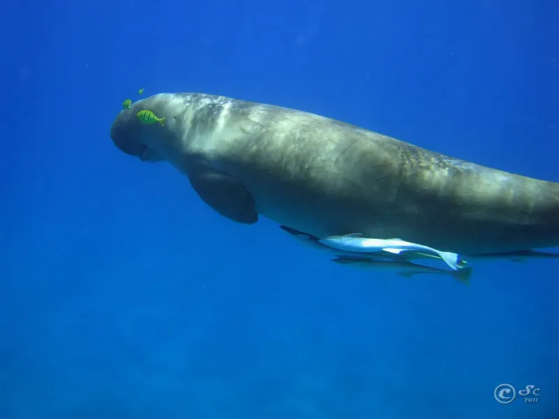 dugong-dugongo_6100292540_o