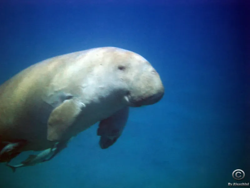 dugong_3855892689_o