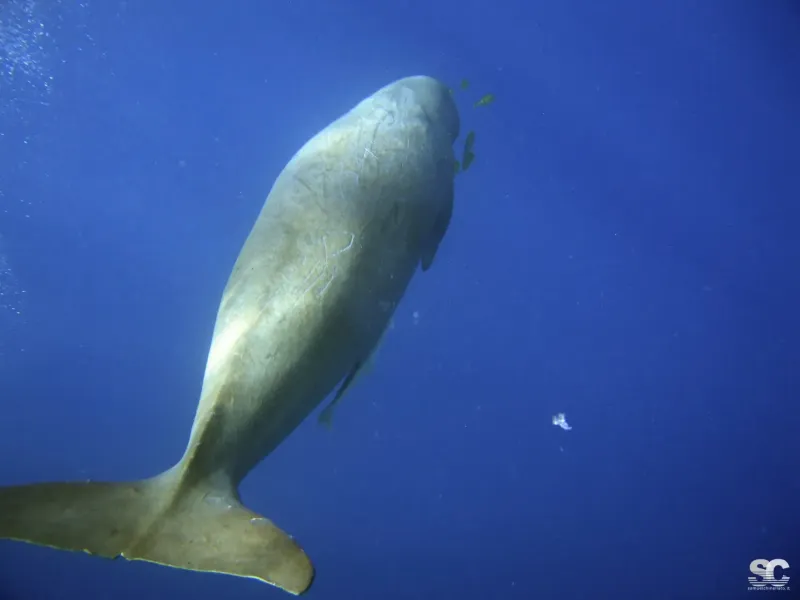 dugongo-dugong-manatee_7865381644_o