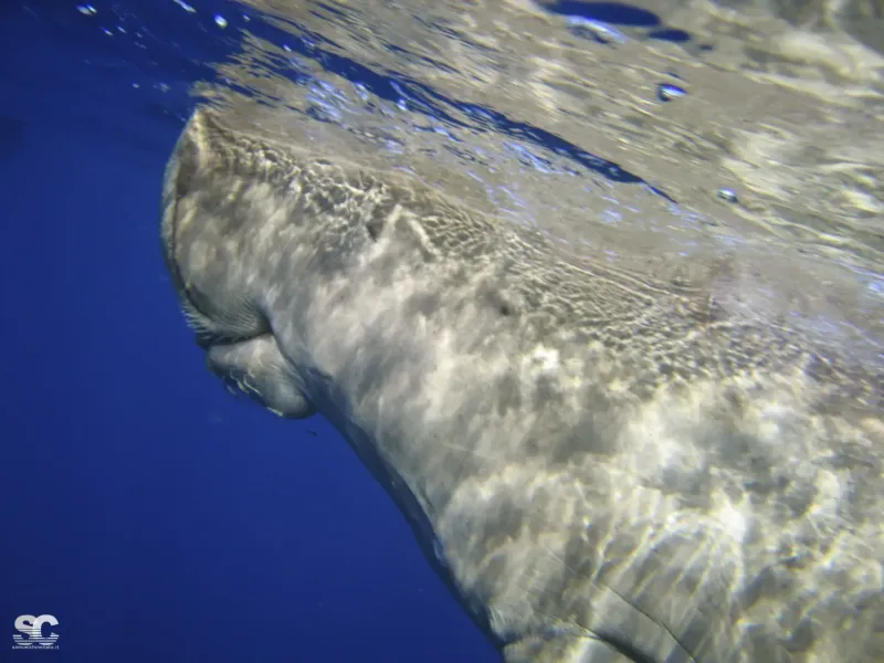 dugongo-dugong-manatee_7865401650_o