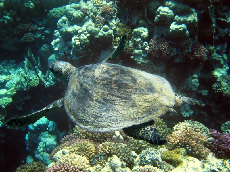 loggerhead-turtle-on-the-reef-tartaruga-caretta-sulla-barriera_4940981877_o