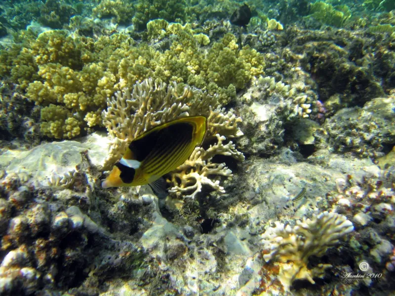 red-sea-raccoon-butterflyfish-pesce-farfalla-del-mar-rosso_4941537782_o