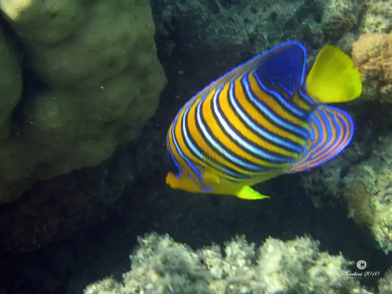 regal-angelfish-pesce-angelo_4940988873_o