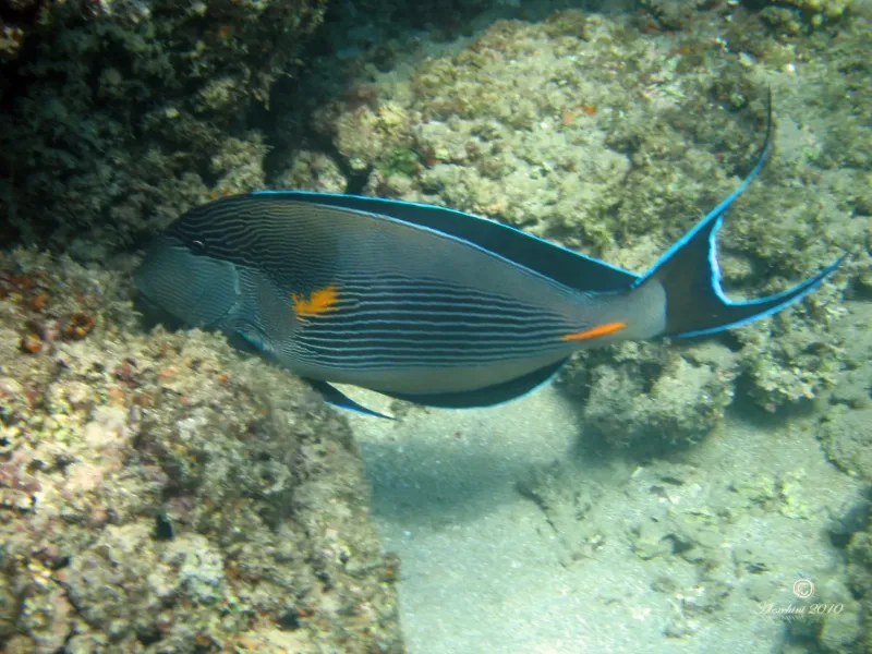 surgeonfish-pesce-chirurgo_4941541868_o