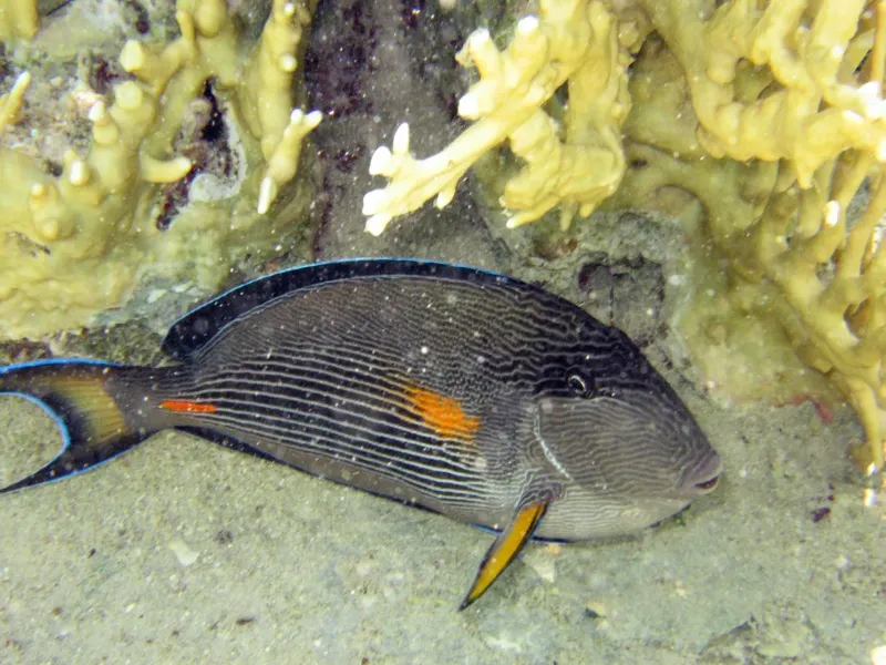 surgeonfish-pesce-chirurgo_978186033_o