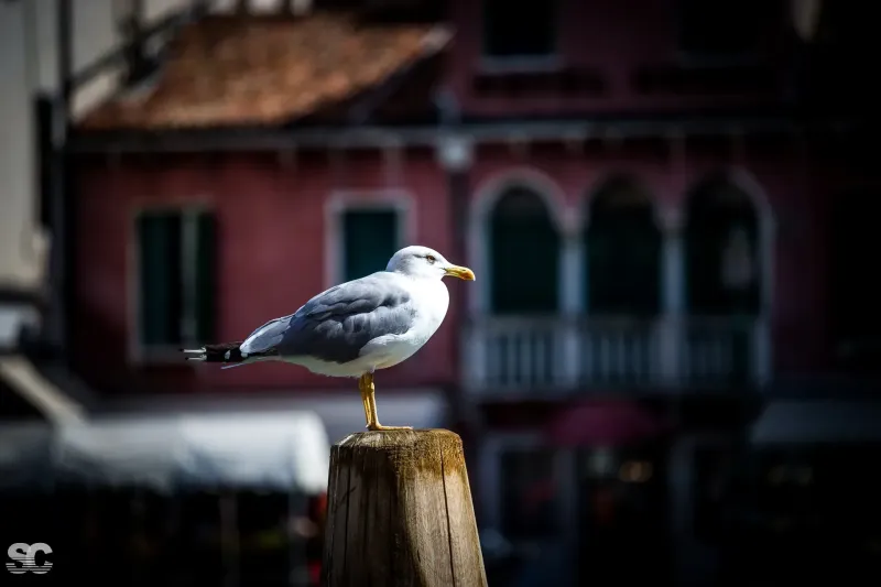 venice_37180557352_o